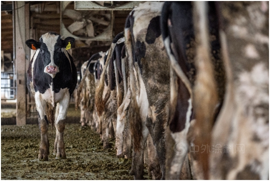 立邦抗病毒卷材涂料如何为畜牧业提供安全的防疫保护？