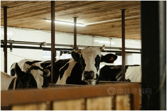 立邦抗病毒卷材涂料如何为畜牧业提供安全的防疫保护？