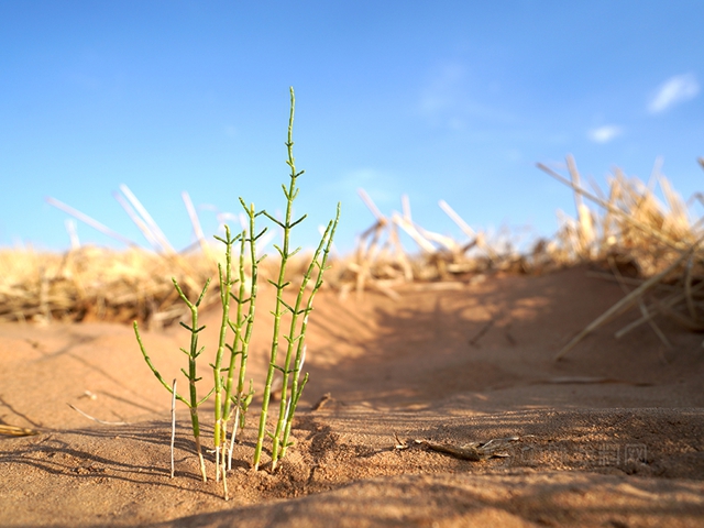 世界防治荒漠化和干旱日丨三棵树邀您一起种梭梭，用绿色点亮未来