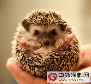 于生活环境而言 你可能敏感不过一只刺猬？