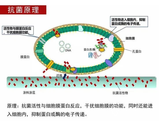 涂料抗毒秘方五花八门：龙有龙道，鼠有鼠方丨抗病毒系列2