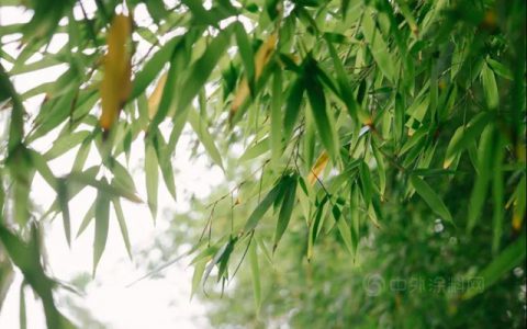顶固竹香板2.0环保越级，再掀行业变革
