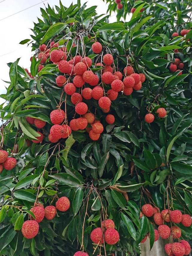 树熊新材 夏至荔枝三百颗，不辞长作树熊人——荔枝节