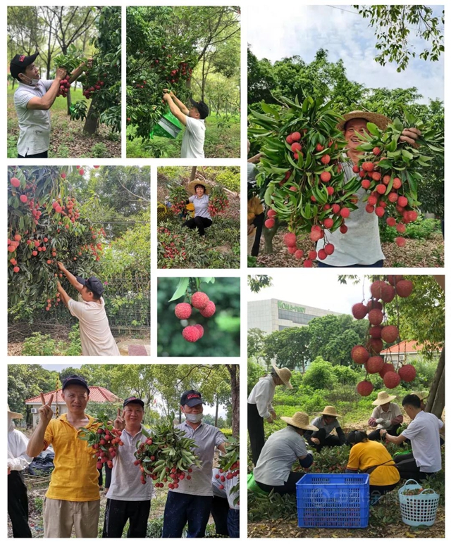 树熊新材 夏至荔枝三百颗，不辞长作树熊人——荔枝节