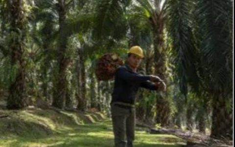 巴斯夫发布第五版《棕榈进度报告》