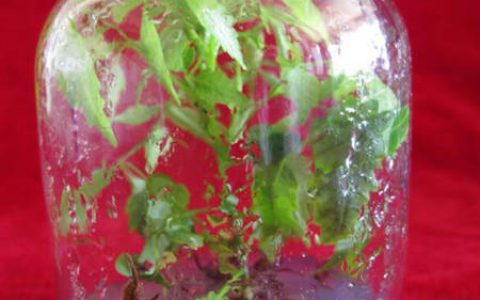 西南林业大学在日本野漆树微繁育苗技术领域取得突破性进展