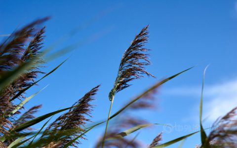 东方雨虹李卫国：疾风岂能折劲草