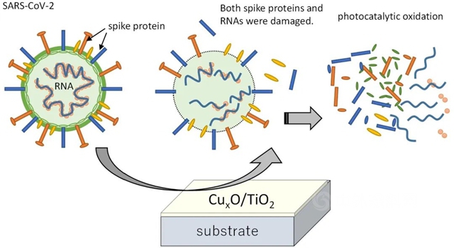 新型光催化剂抗病毒涂层被发现对各种新冠病毒变种有效