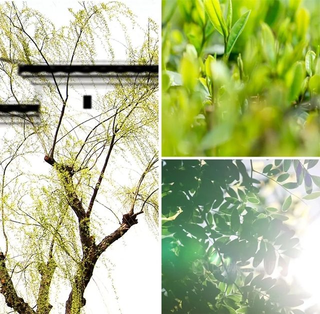 三棵树2023年度主题色——阳和启蛰·春辰绿