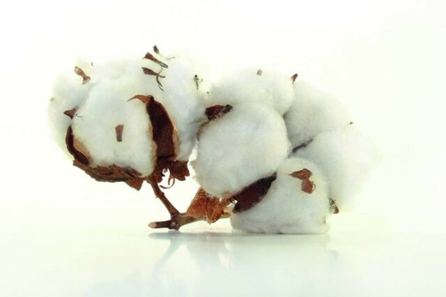 棉籽油被用于开发紫外线固化材料