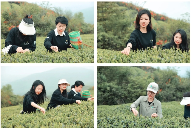 三棵树携手怡兰葆正式启动福鼎白茶园生态修复项目，书写环保公益新篇章