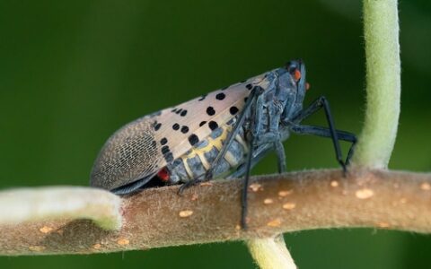 警惕！蝇类“蜜露”竟是汽车漆面的隐形杀手