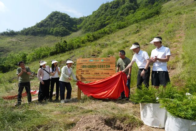 守护珍稀物种崖柏 三棵树助力保护生物多样性