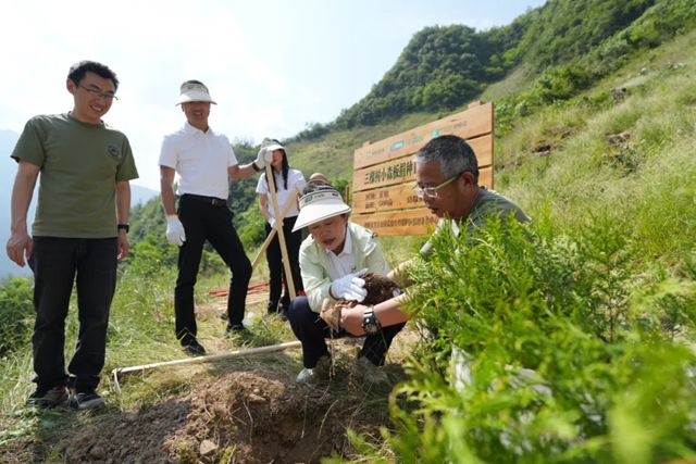 守护珍稀物种崖柏 三棵树助力保护生物多样性