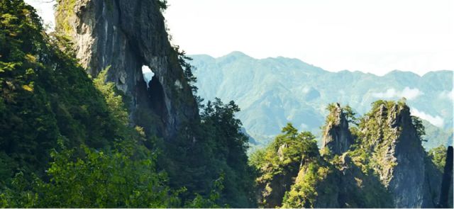 守护珍稀物种崖柏 三棵树助力保护生物多样性