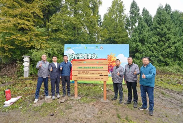 守护熊猫家园，共筑绿色未来丨三棵树助力大熊猫栖息地修复