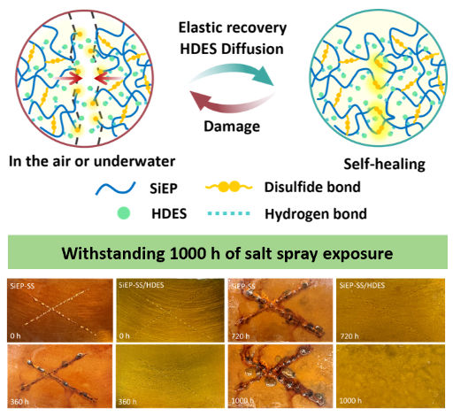 化学所李伟华教授团队在《Advanced Functional Materials》发表研究成果