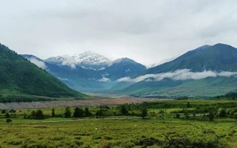国际生物多样性日丨三棵树解锁公益新玩法，邀您为大熊猫家园添绿